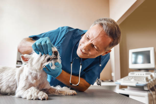 Best After-Hours Dental Trauma Care in Stanton, TX